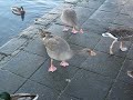 Feeding Ducks in Iceland 2