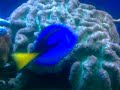 40g saltwater aquarium