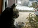 ダヤン、チラチラと舞う雪を眺めて・・・
