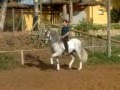 ANDALUSIAN STALLION