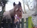 Ash&Cracker One Year.wmv