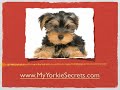 Housebreaking Yorkshire Terriers -- All About  Crate Training