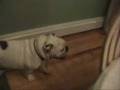 videos de thanksgiving_2008.wmv