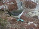 Galapagos Islands 2  - Turtles and birds