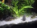 Corydoras paleatus digging in sand