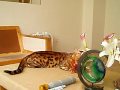 Bengal Charles and Pixie Bob Fey