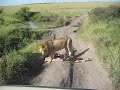Lion eating animal in Masai Mara Game Reserve Kenya Lion eating animal in Masai Mara Game Reserve Kenya