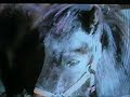 Nipper's Memorial Video