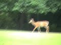 Bamby!
