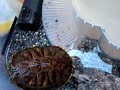 How \"NOT\" to keep Terrapins How \"NOT\" to keep Terrapins