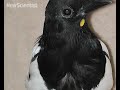 Mirror test shows magpies aren't so bird-brained