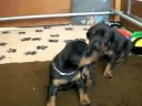 Russkaja Mechta Dobermann Kennel (I-litter) at 21 days
