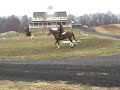 Miss Bobbie Socks Jumps
