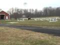 Miss Bobbie Socks Jumps