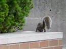 Squirel 2