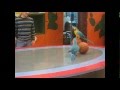 Parrots rolling ball 