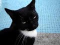 Sylvester Sylvester