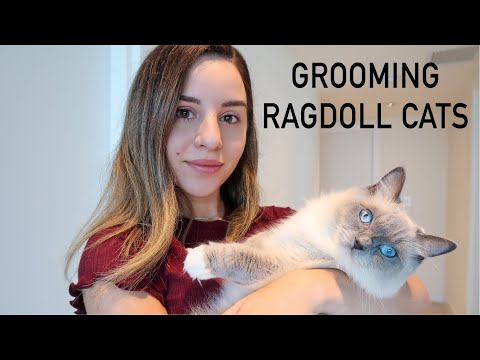 How to brush your Ragdoll cats hair || What to know