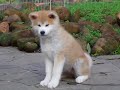 Filhotes Akita Yamada