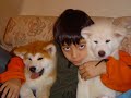 Filhotes Akita Yamada