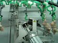Chicken processing line wings cut Chicken processing line wings cut