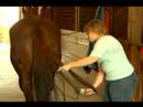 How to Put an Extension in a Horse\ How to Put an Extension in a Horse\