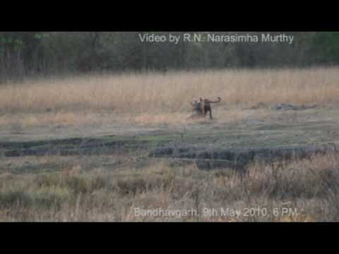 Tiger chasing a deer Tiger chasing a deer