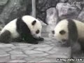 Two lovely giant pandas Two lovely giant pandas