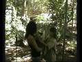 videos de avc les koalas.wmv