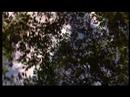 POSSUM teaser trailer