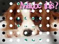 Help Stop Animal Cruelty