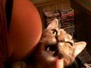 peanut\