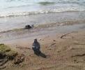 Die Reise des Buddha -3- Am Strand Die Reise des Buddha -3- Am Strand