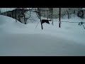 Cat in the powder :O a little lost