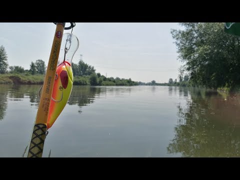 Rozpoczęcie sezonu Sumowego | Zrywka Trolling Vertical | Ryby Wędkarstwo