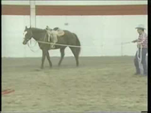 how to properly lunge a horse