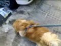 Le insulse passeggiate di Ciccio