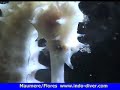 maumere-flores-httpindodivercom.html