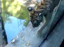 Tiger Gets Close 2