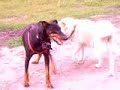Doberman, German Shepherd and  Samoyed  playing