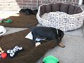 Dobermann Kennel Russkaja Mechta