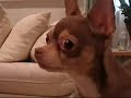 Here's the shortened version of my Chihuahua, Joey, giving the evil eye, with a dramatic twist 0-0