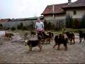 Airedale Terrier video