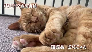 喬木村の猫館長むくにゃん