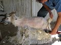 Cashmere goat shearing Cashmere goat shearing