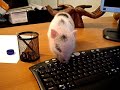 MI CERDITO ENANO VIETNAMITA