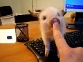 MI CERDITO ENANO VIETNAMITA
