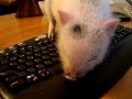 MI CERDITO ENANO VIETNAMITA