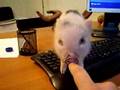 MI CERDITO ENANO VIETNAMITA
