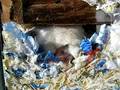 videos de Nursing Gerbil Babies